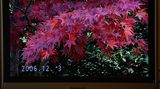 テレビ画面